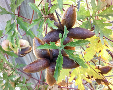 [This top-down view of two completely-opened fruits beside each other has a leaf growing out from between the two. The entire leaf is visible. It is a compound leaf with five sections growing from a center piece. Each section is a long thin porition with multiple lobes. There are many other leaves visible behind the fruits. ]